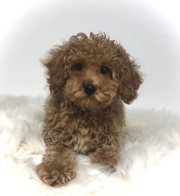 Tooy poodle cinsi yavrular DİŞİ erkek mevcuttur