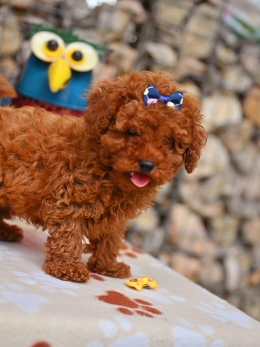 Toy Poodle Ekstra Mini Kore Yavrularımız