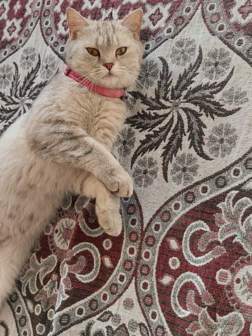 British Longhair - Ankara/Altındağ