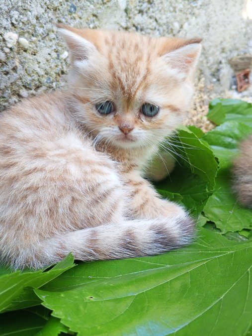 Exotic Shorthair cinsi evcil hayvan ilanı - Samsun/İlkadım