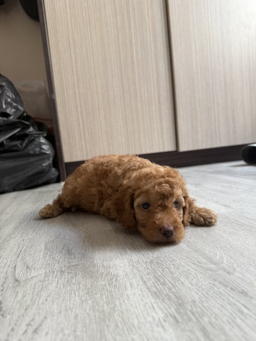 Güzeller Güzeli Toy Poodle Yavrularımız Yeni Yuvasını Arıyor