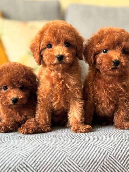 ERKEK DİŞİ POODLE BEBEKLER