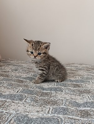 Boncuk oyun arkadaşı arıyor