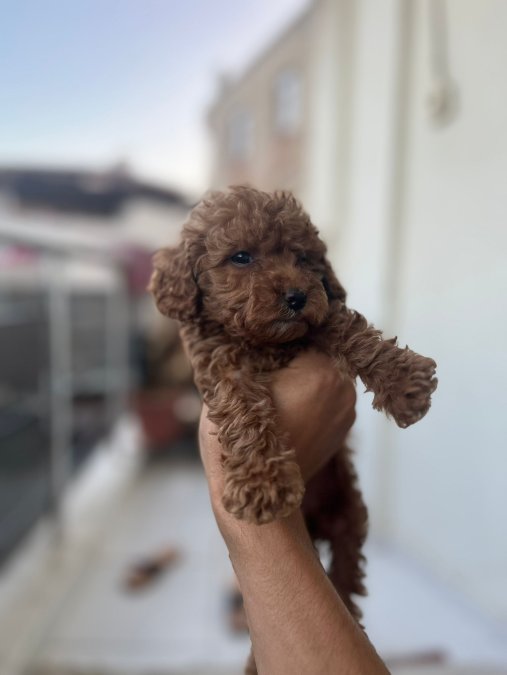 TOY POODLE ÇİKOLATALARIM
