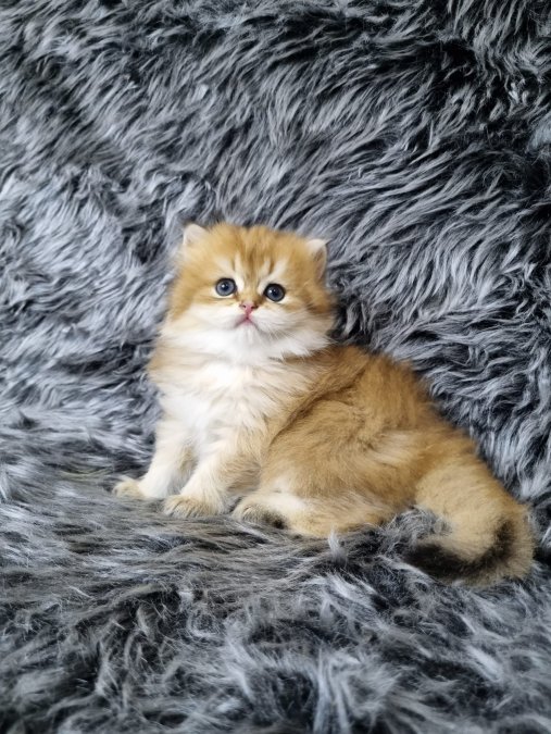 Safkan British Shorthair Yavrular | Ev Üretimi, Sağlıklı ve Organik