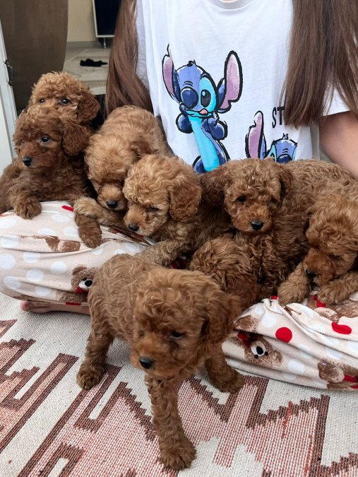 TOY POODLE ÇİKOLATALARIM
