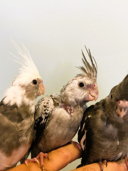 EL BESLEMESİ FULL EVCİL ERKEK YAVRU BEBEK SULTAN PAPAGANLARI