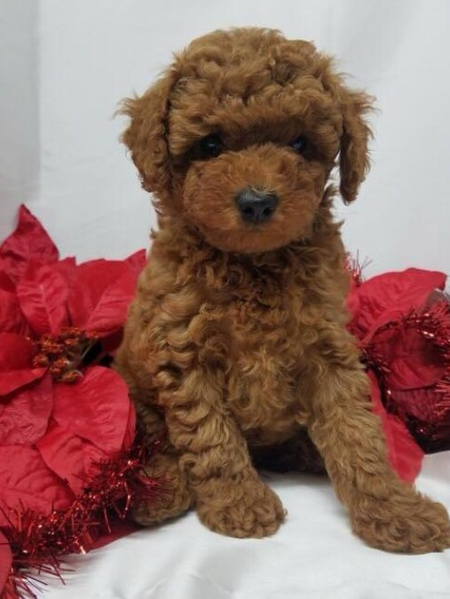 Safkan Toy Poodle Yavrularımız