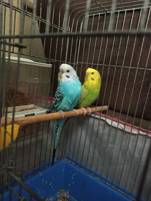 KIZGIN GENÇ ÇİFT MUHABBET KUŞU YAVRULAMAYA HAZIR