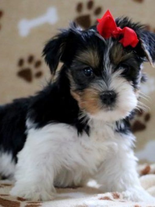 Morkie Cinsi Yavrular