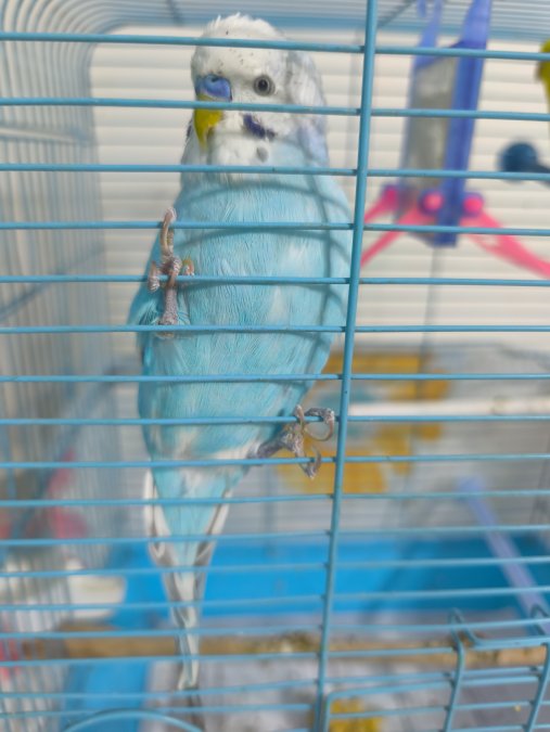 Konuşan Muhabbet Kuşu Çi̇ft Mükemmel İki̇li̇