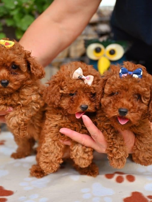 Toy Poodle Ekstra Mini Kore Yavrularımız