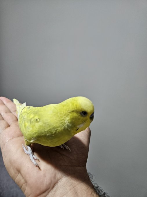 Ele alıskin konusmaya yatkin cins erkek muhabbet