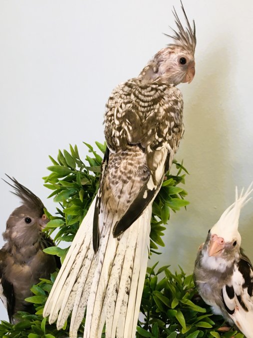 ANTALYA YAVRU SULTAN PAPAGANLARI FULL EVCİL BEBEK ISIRMA YOK