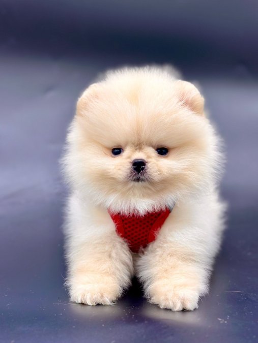 Safkan Pomeranian Boo Yavrularımız