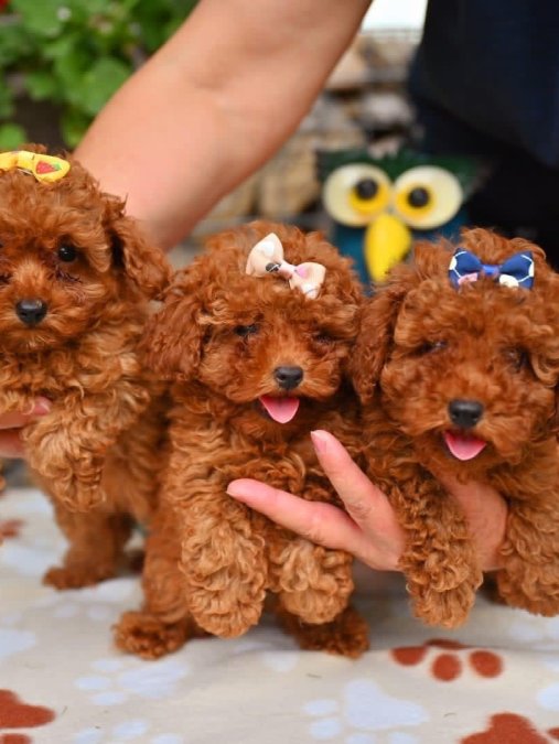 Toy Poodle Ekstra Mini Kore Yavrularımız