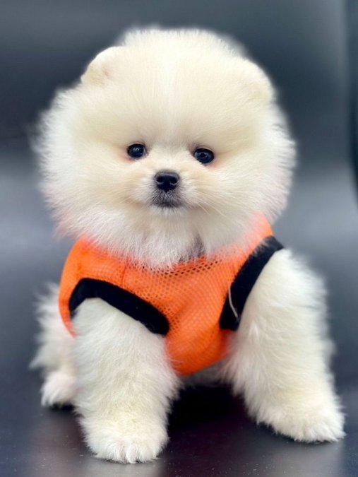 Safkan Pomeranian Boo Yavrularımız