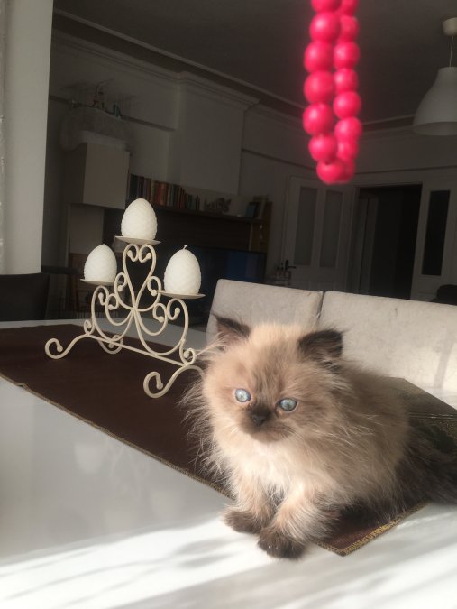 Evinizin yeni nesesi olacak