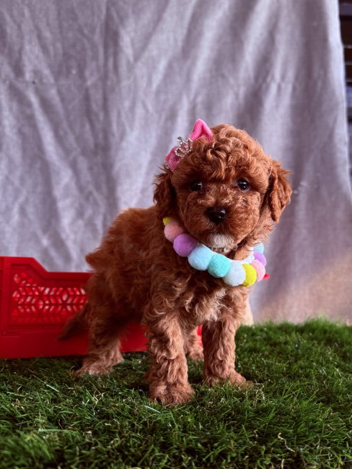 Toy Poodle En küçük boy ırk sağlık garantili yavrularımız