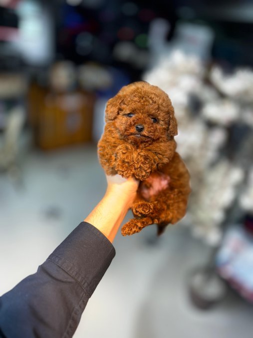 Mini boy puppy kıpkırmızı ev üretimi  TOOY POODLE