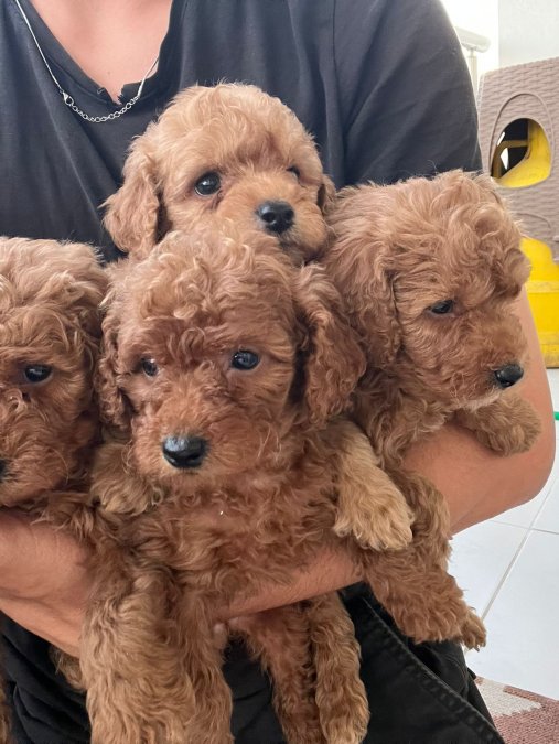 TOY POODLE ÇİKOLATALARIM
