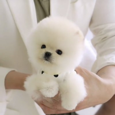 Safkan Mini Pomeranian Boo Teddy Bear Yavrular – Aşılı