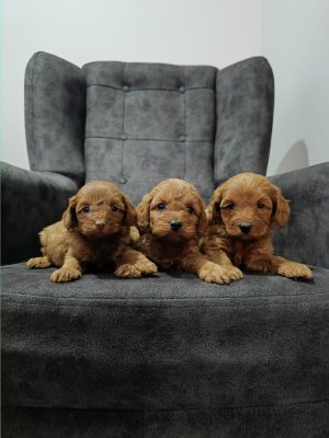 Mini boy puppy kıpkırmızı ev üretimi  TOOY POODLE
