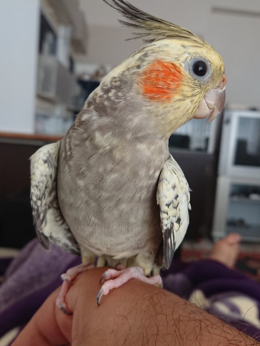 Sultan PAPAĞANI TAKİM YAVRU ERKEK DİȘİ