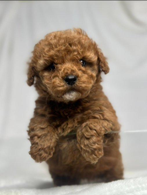 Mini boy puppy kıpkırmızı ev üretimi  TOOY POODLE