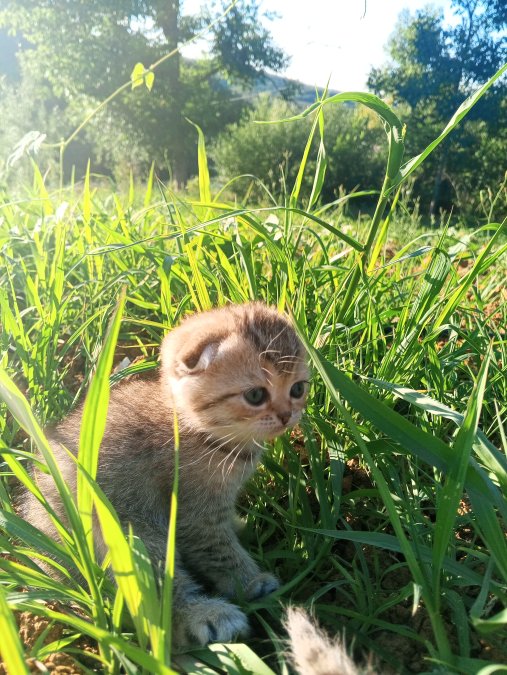 Scottish Fold cinsi evcil hayvan ilanı - Samsun/İlkadım