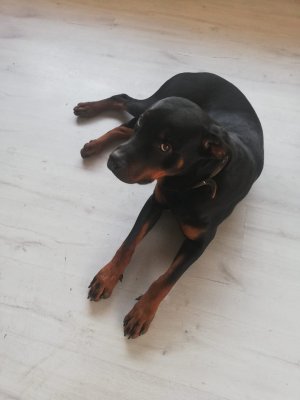 Rottweiler - Ankara/Etimesgut