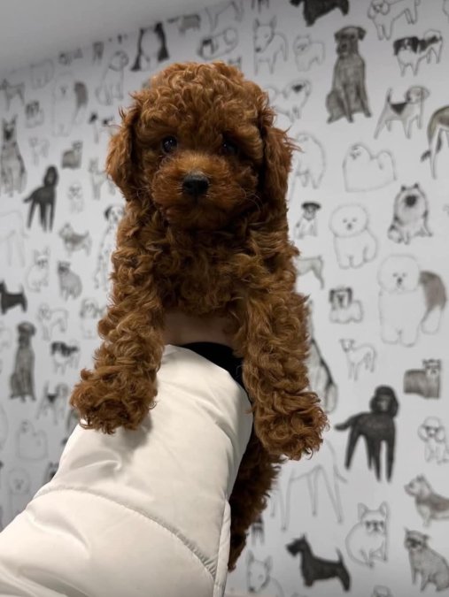 Mini boy puppy kıpkırmızı ev üretimi  TOOY POODLE