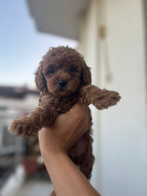 TOY POODLE ÇİKOLATALARIM