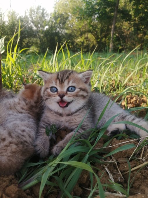 British Shorthair cinsi evcil hayvan ilanı - Samsun/İlkadım
