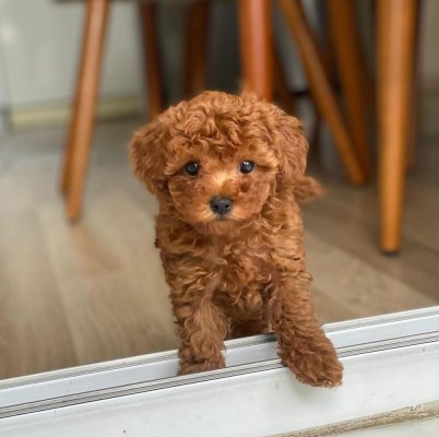 Mini boy puppy kıpkırmızı ev üretimi  TOOY POODLE
