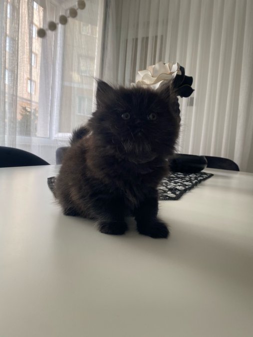 Son Kalan Bebislerim