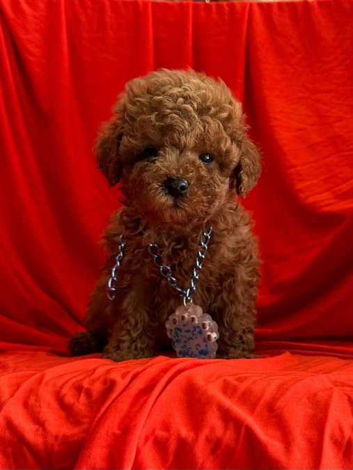 Safkan Toy Poodle Yavrularımız
