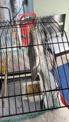 3 Aylık Yavru Sultan Papağanı