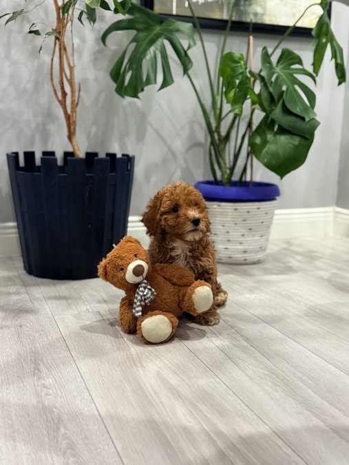 2 aylık bebeğin yeni yuvası olmak istermisiniz