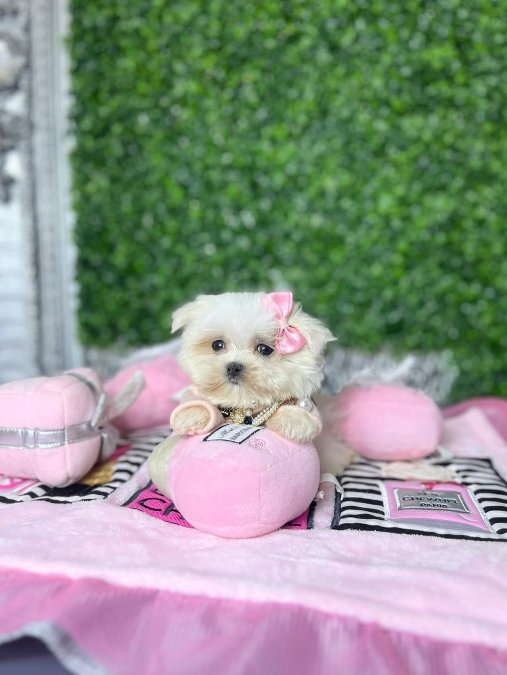 Korean morkie1.250 Gr olacak