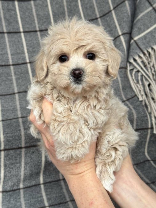 Maltipo Cinsi Yavrular Sevimli