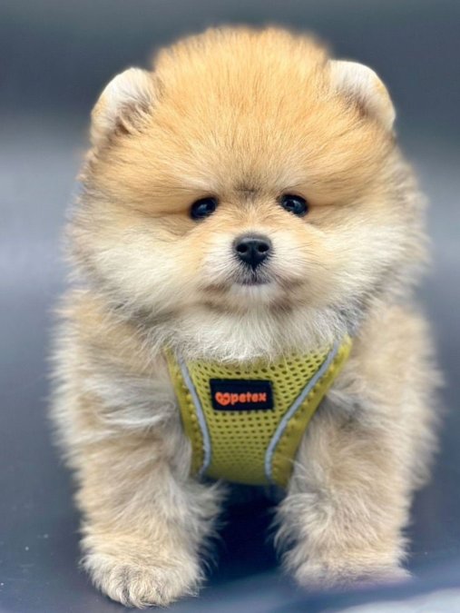 Safkan Pomeranian Boo Yavrularımız