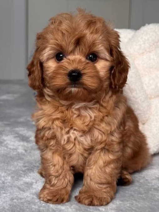 Mini boy puppy kıpkırmızı ev üretimi  TOOY POODLE