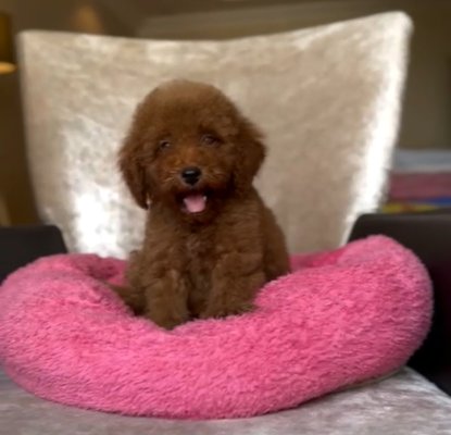 Mini boy puppy kıpkırmızı ev üretimi  TOOY POODLE