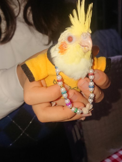 Sultan PAPAĞANI TAKİM YAVRU ERKEK DİȘİ