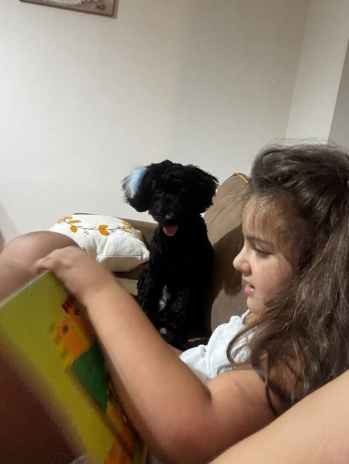 Toy Poodle - İzmir/Menemen