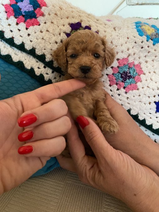 Toy poodle yavrular