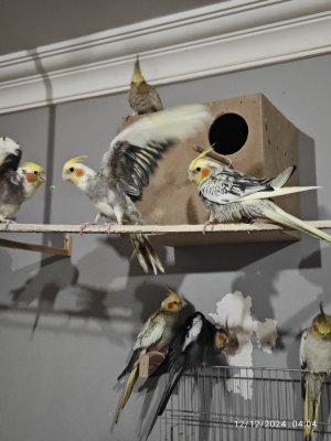 2.5 aylık salma üretimi alıştırmalık saglıklı yavrular