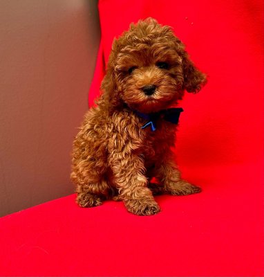 Safkan Toy Poodle Yavrularımız