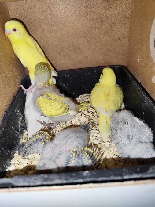 Albino Lutino yerli muhabbet kuşları konuşabilen alıştırılabilir
